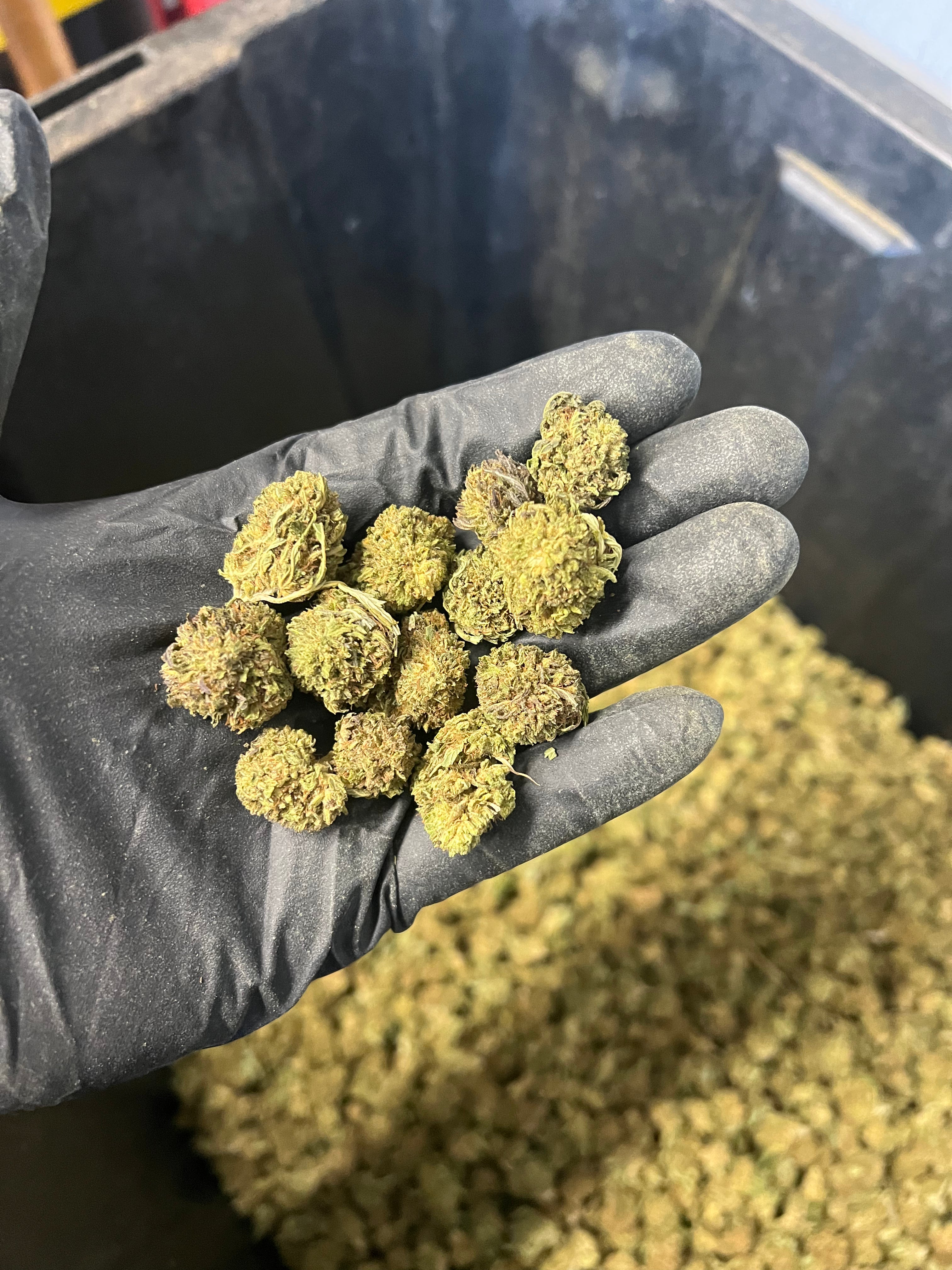 Bubba Kush Hemp Flower Smalls